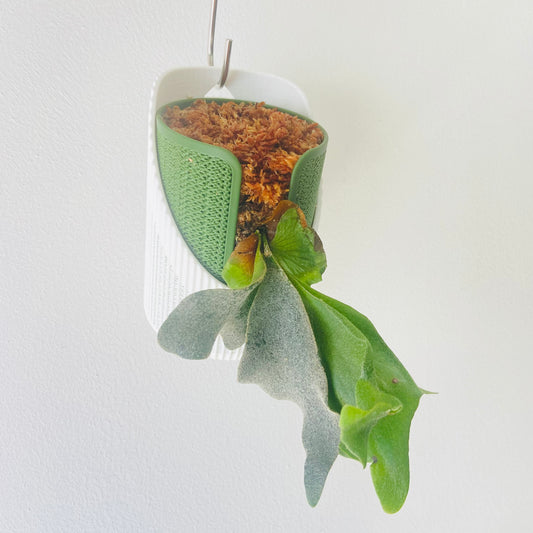 Dual-Tone Plant Pot: 3D Printed Modern Planter Cup - Breathable Lattice Design